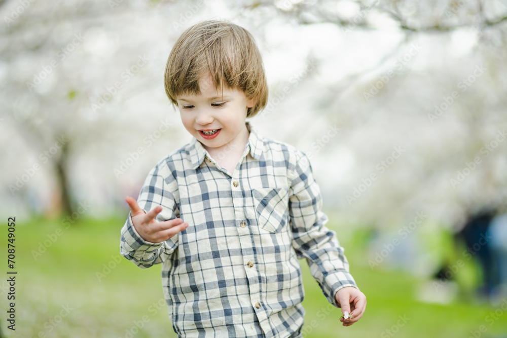 Cute toddler boy playing in blooming cherry tree garden on beautiful spring day. Adorable baby having fun outdoors. Cute toddler boy playing in blooming cherry tree garden on beautiful spring day. Adorable baby having fun outdoors.