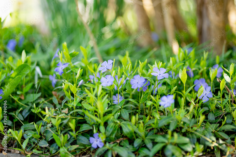 Beautiful purple flowers of vinca on background of green leaves. Beautiful purple flowers of vinca on background of green leaves.