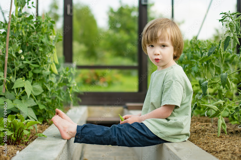 Cute toddler boy having fun in a greenhouse on sunny summer day. Child helping with daily chores. Cute toddler boy having fun in a greenhouse on sunny summer day. Child helping with daily chores.