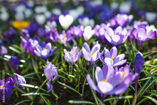 Fototapeta Naklejka Na Ścianę i Meble -  Blooming crocus flowers in the park. Spring landscape.
