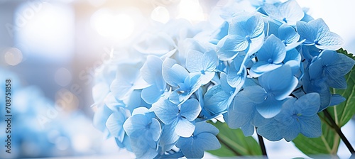 Blue hydrangea on isolated magical bokeh background with copy space for text placement photo