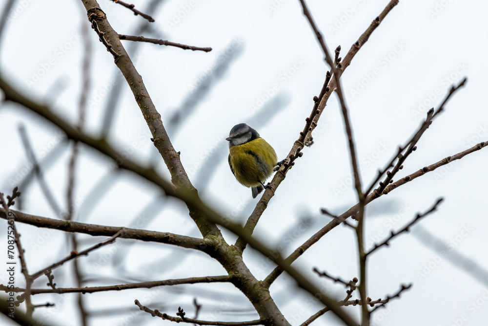 Dublin's Azure Charm - Blue Tit (Cyanistes caeruleus) in Phoenix Park Dublin's Azure Charm - Blue Tit (Cyanistes caeruleus) in Phoenix Park