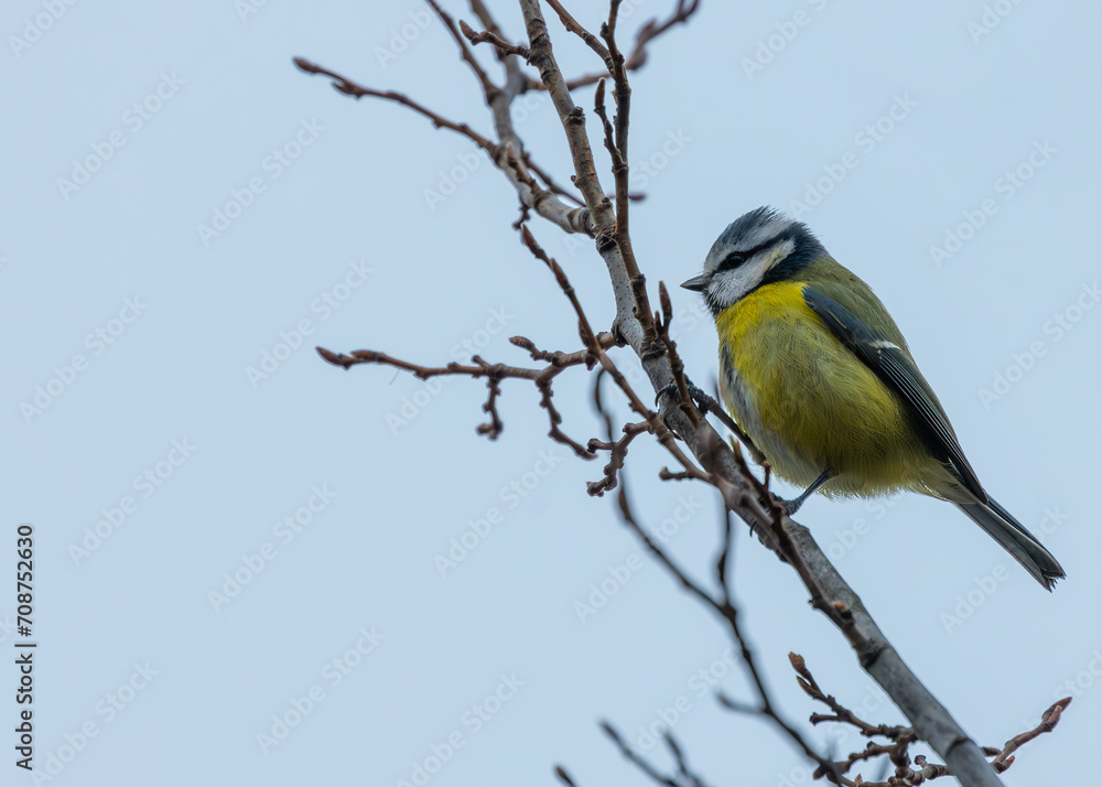 Dublin's Azure Charm - Blue Tit (Cyanistes caeruleus) in Phoenix Park Dublin's Azure Charm - Blue Tit (Cyanistes caeruleus) in Phoenix Park