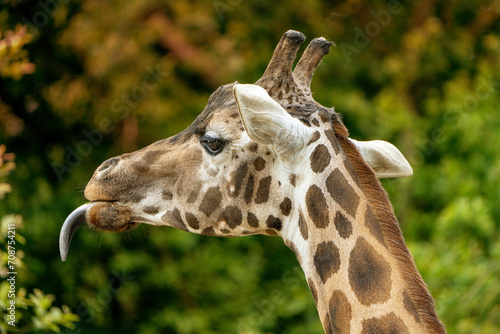 Closeup of a giraffe, featuring detailed patterns and textures. 