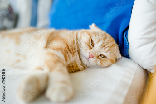 Red Scottish fold kitten having rest on a sofa in a living room. Juvenile domestic cat spending time at home.