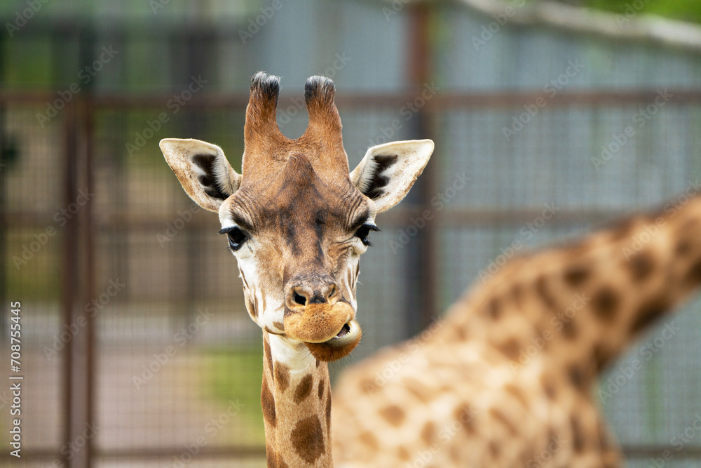 Majestic giraffe grazing in a spacious enclosure