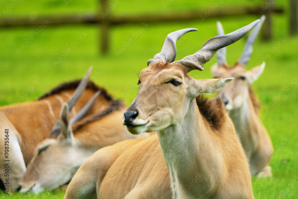 Elands, the largest antelopes, in zoo. Elands, the largest antelopes, in zoo.