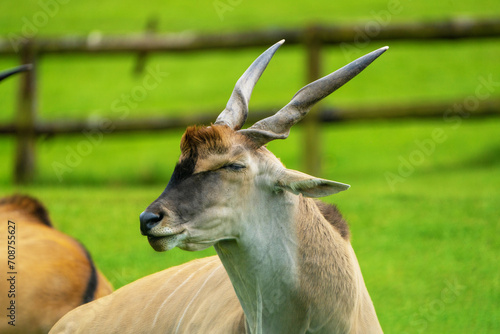  Elands, the largest antelopes, in zoo. photo
