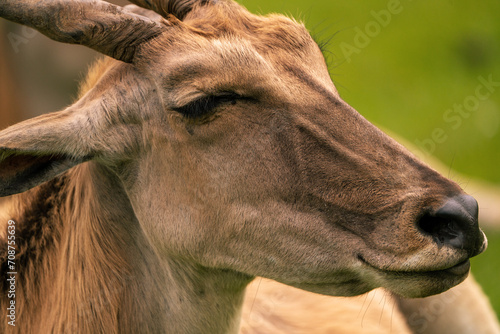 A close-up of an eland's face