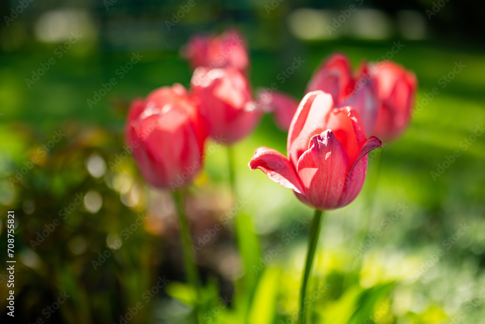 Red tulips grow in flower bed in the spring garden. Red tulips grow in flower bed in the spring garden.