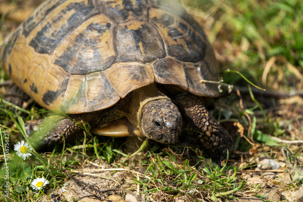 Turtle basking on sunlit soil amidst lush green grass Turtle basking on sunlit soil amidst lush green grass