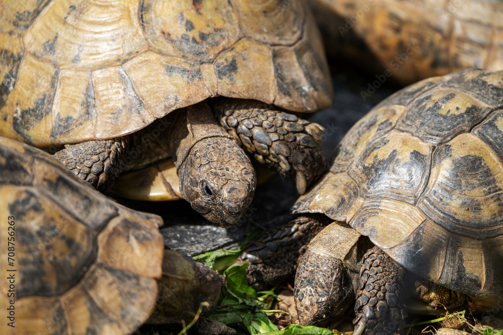 Turtle basking on sunlit soil amidst lush green grass Turtle basking on sunlit soil amidst lush green grass