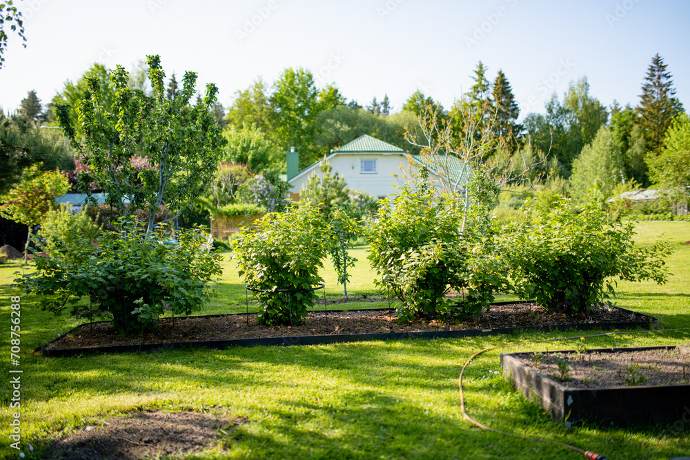 Fototapeta premium Beautiful green garden full of trees, decorative plants and blossoming flowers with big white house in a background.