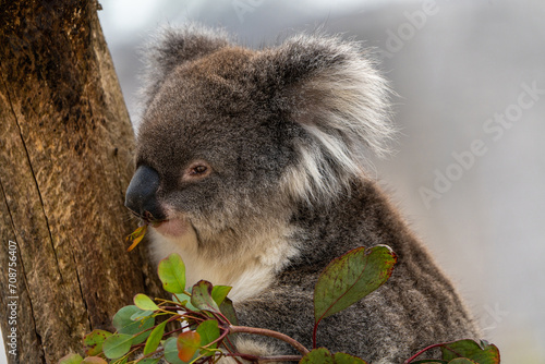 Fototapeta Naklejka Na Ścianę i Meble -  Closeup of a cuddly koala, perched on branches. 