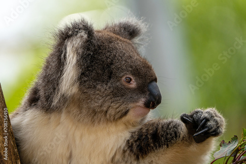 Photography Closeup of a cuddly koala, perched on branches.