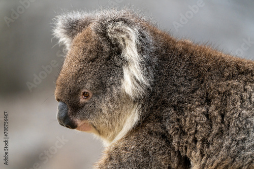 Photography Closeup of a cuddly koala, perched on branches.