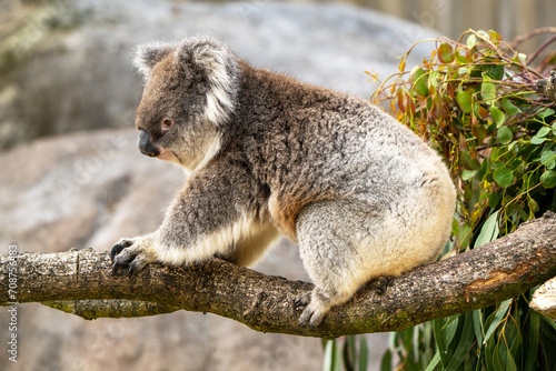 Fototapeta Naklejka Na Ścianę i Meble -  Closeup of a cuddly koala, perched on branches. 