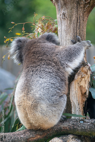 Closeup of a cuddly koala, perched on branches. 