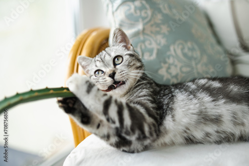 Billede på lærred British shorthair silver tabby kitten having rest on a sofa in a living room
