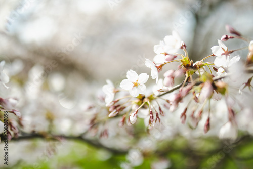 Beautiful cherry tree blossoming on spring. Beauty in nature. Tender cherry branches on sunny spring day.