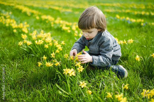 Cute toddler boy having fun between rows of beautiful yellow daffodils blossoming on spring day.