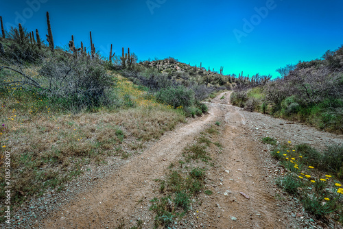 Desert Cactus Saguaro photo