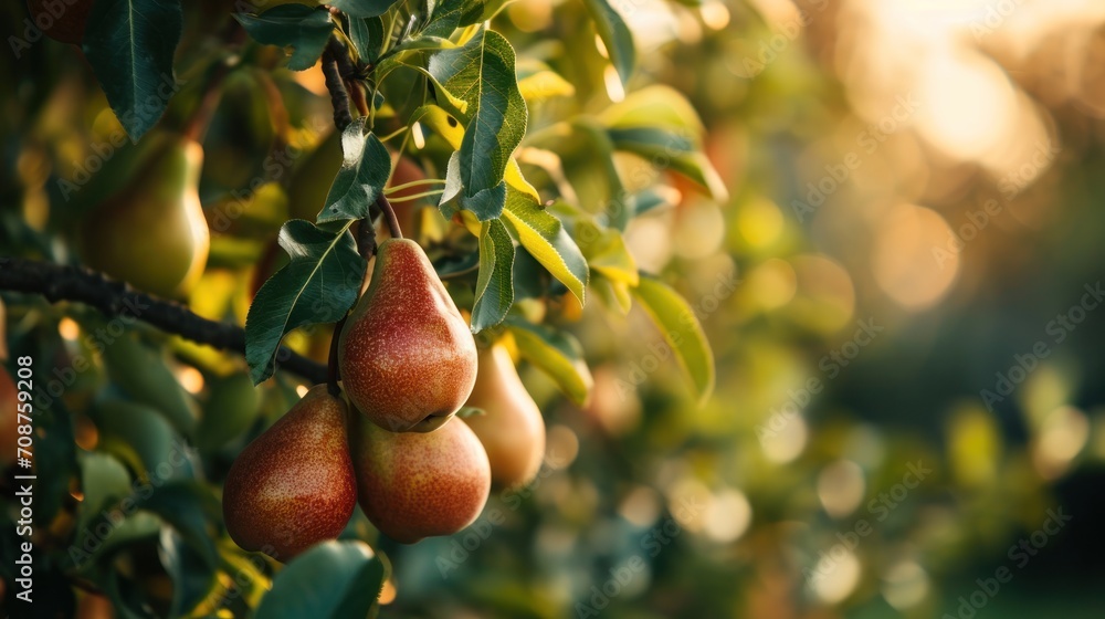 a tree filled with lots of ripe pears hanging from it's branches on a sunny day with the sun shining through the leaves and a blurry background. a tree filled with lots of ripe pears hanging from it's branches on a sunny day with the sun shining through the leaves and a blurry background.