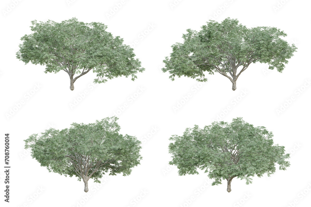Albizia saman tree isolated on transparent background, png plant, 3d render illustration.