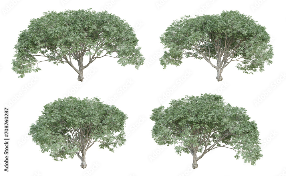 Albizia saman tree isolated on transparent background, png plant, 3d render illustration.
