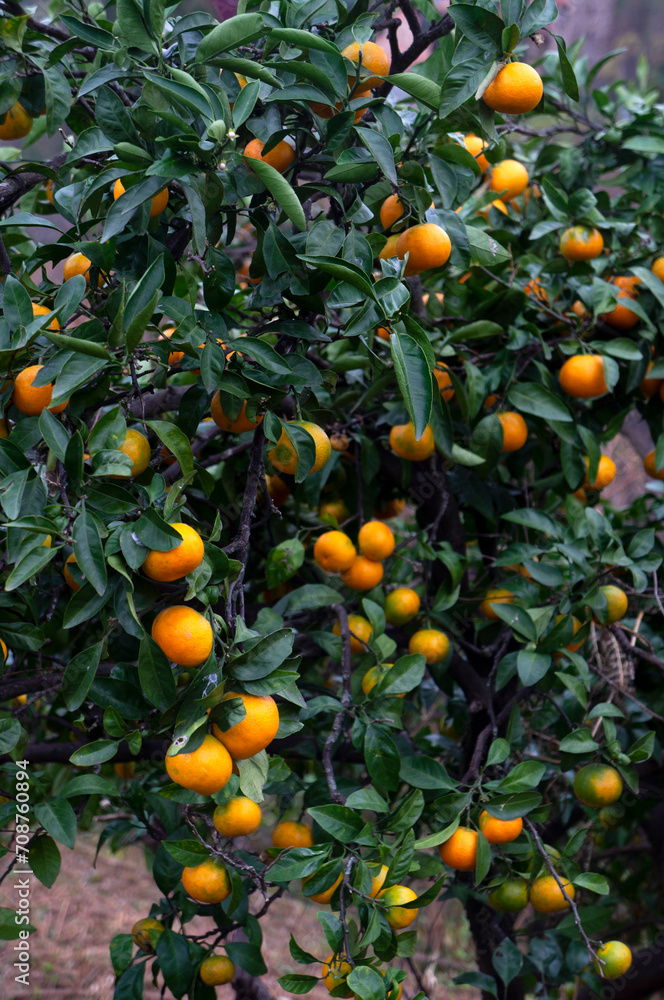 Ripe orange tangerines growing on a tree
