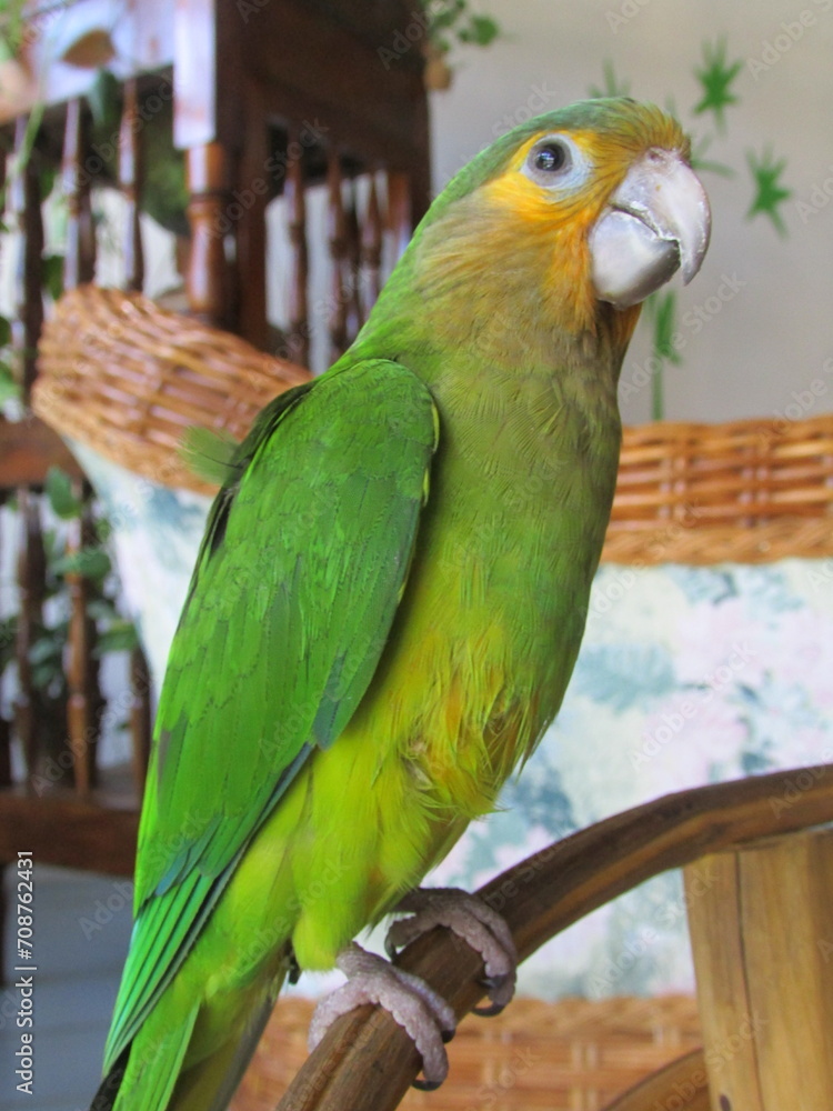 Obraz premium PERICO
