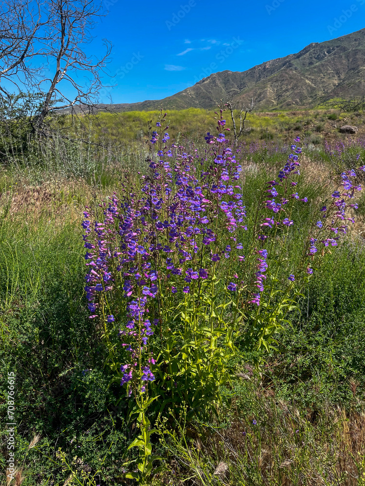 Obraz premium Showy Penstaman growing in a Chaparral Climate with Flowers in Bloom
