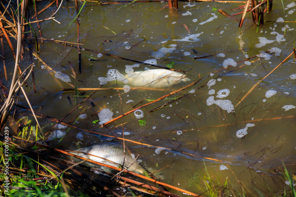 Fototapeta premium Dead fish in a pond, an environmental disaster. Background with selective focus and copy space