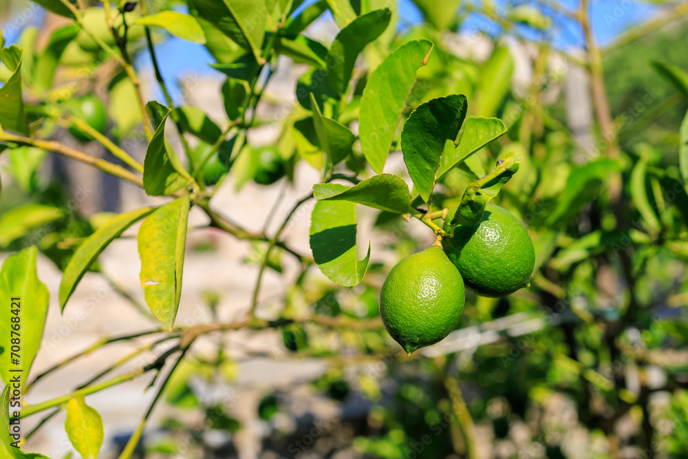 Citrus fruits on the tree. Background with selective focus and copy space