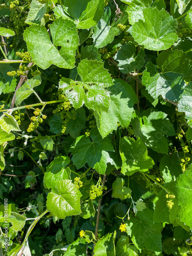 California Wild Grapes growing on the Vine photo