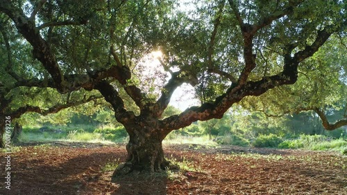 Olive tree and sun light in idyllic graden