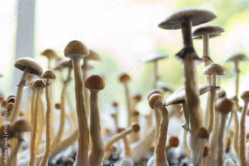 magic psychedelic psilocybin fungus mushrooms growing homemade for therapy