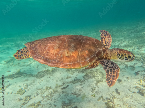 A magnificent giant sea turtle spreads its paws and swims in the blue depths of the sea © SAndor