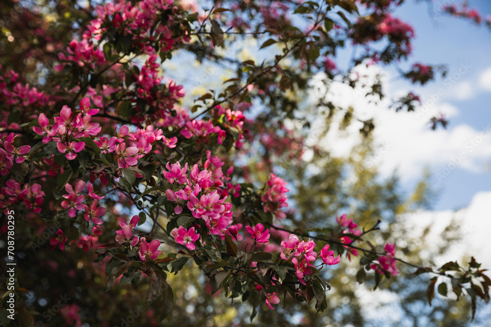 pink cherry blossoms in the spring pink cherry blossoms in the spring