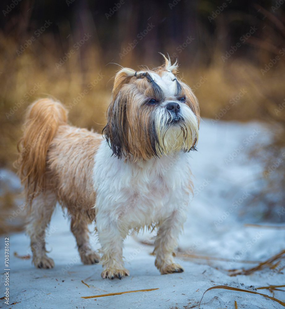 shih tzu dog walks in the forest in spring shih tzu dog walks in the forest in spring