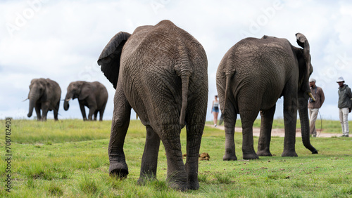 Walking among elephants at Knysna Elephant Park, Garden Route, South Africa photo