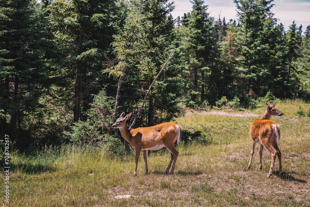 Fototapeta premium deer in the woods