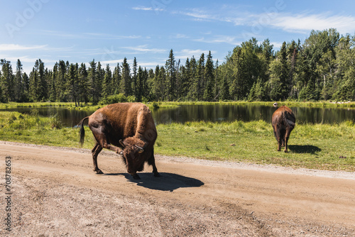 bison and it's carlf