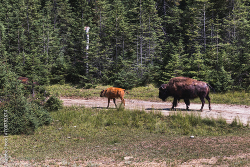 bison and it's calf