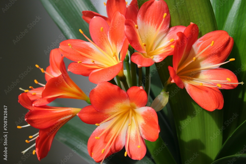 Fototapeta premium red and yellow flowers