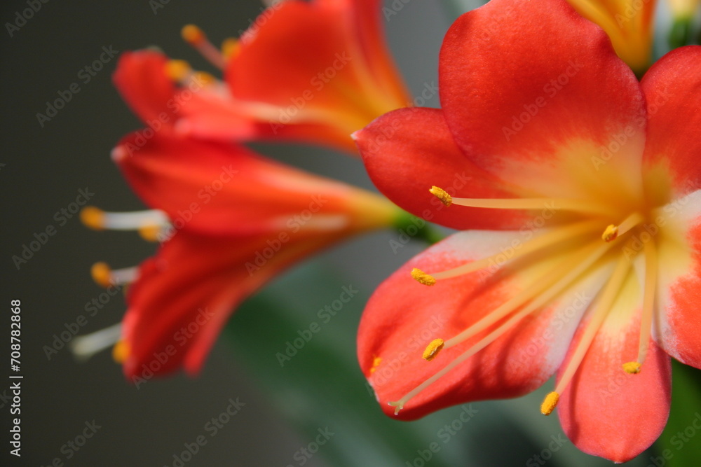 red and yellow flowers