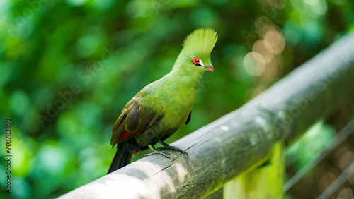 Canvas Print Close encounter with a Guinea Turaco, Birds of Eden, Western Cape, South Africa