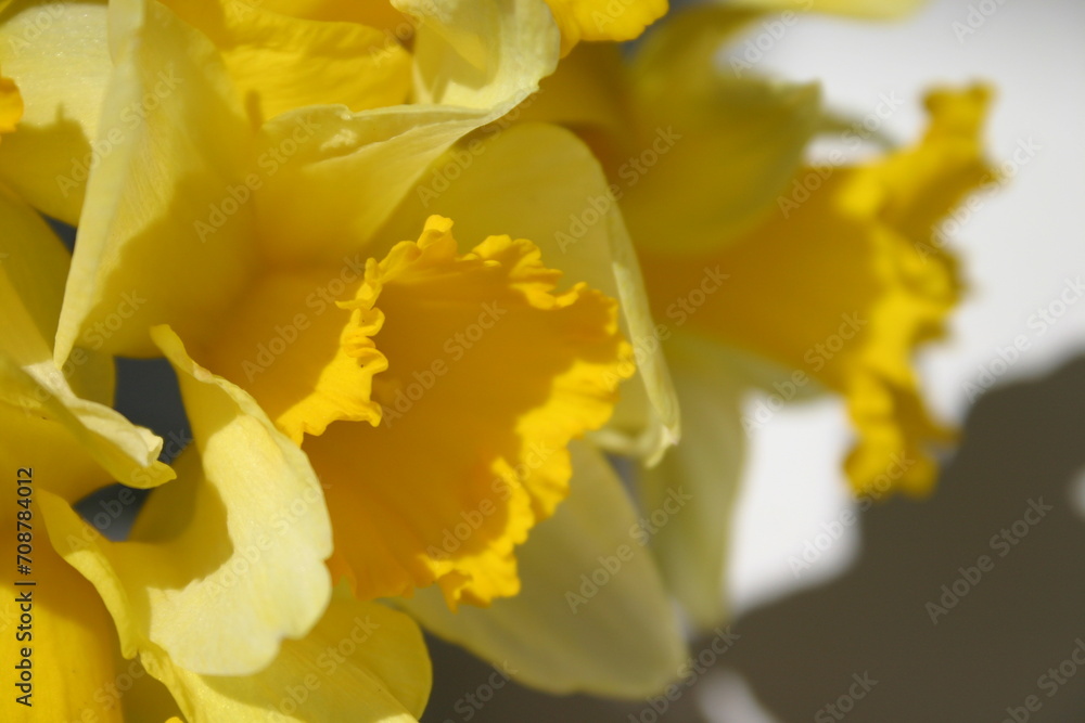 Obraz premium yellow daffodil flowers