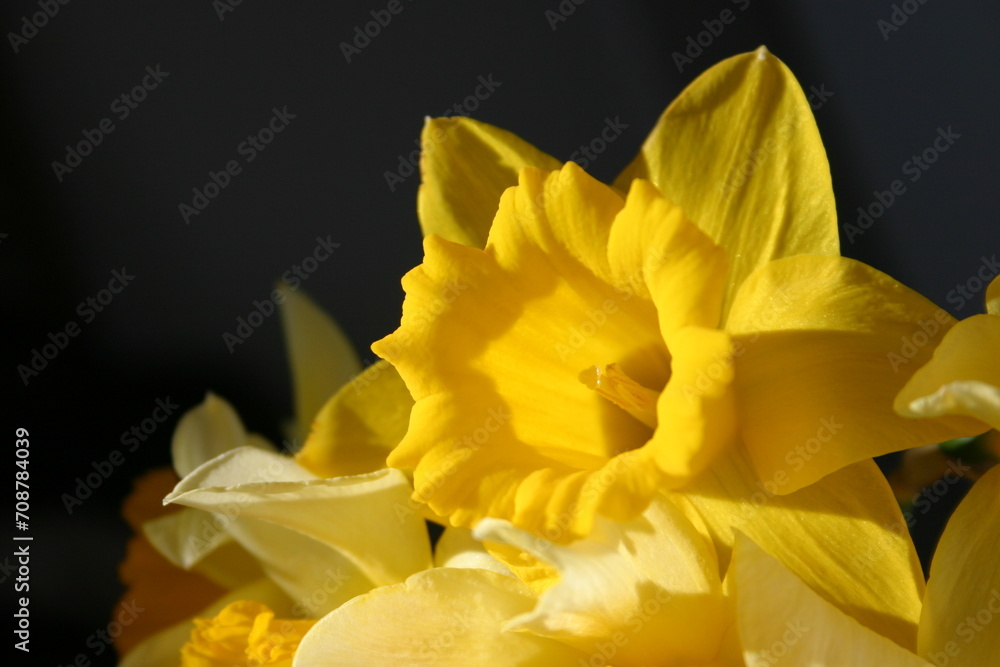 yellow daffodil flowers yellow daffodil flowers