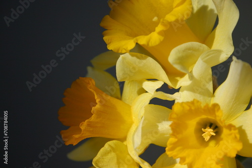 Fototapeta Naklejka Na Ścianę i Meble -  yellow daffodil flowers
